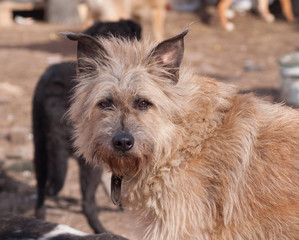 Fluffy yellow dog