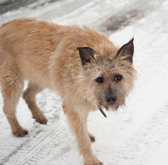 Obraz na płótnie Canvas Red fluffy dog looks warily, standing on snow