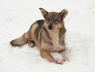 Homeless brown dog gnawing bone lying on snow