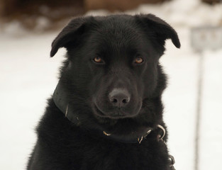 Black dog standing on background of snow