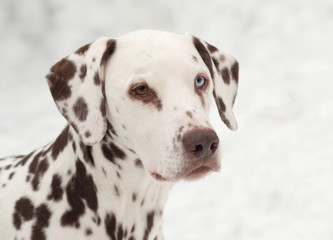 Dalmatian with different eyes
