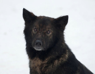 Black dog sits on white
