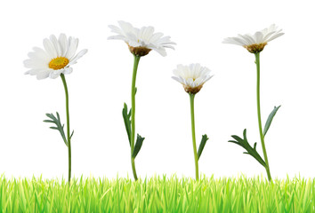 Lovely white Daisies (Marguerite) in a meadow isolated on white background, Germany