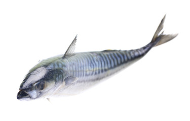 Fish mackerel