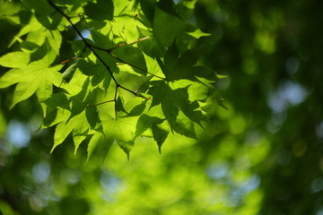 Obraz premium 新緑の季節