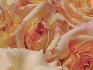  Blumenstrauss, sehr sch&ouml;ne rose, hintergrund, macro