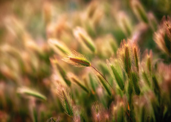 field closeup