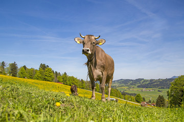 Kuh - Allg&auml;u - Braunvieh - Fr&uuml;hling - Weide - Frei