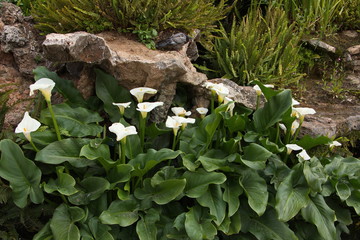 Calla flowers in Park Guell in Barcelona
