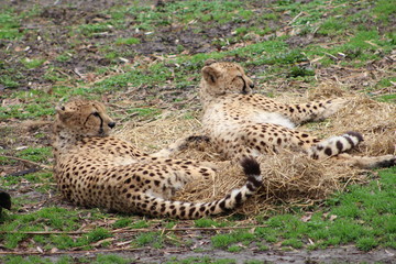 Cheetah's Lounging