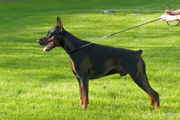 Big black doberman male dog outdoors. Profile view.