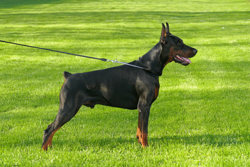 Big black doberman male dog outdoors. Profile view.