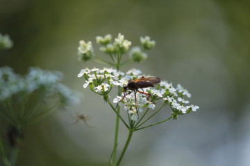 Insect On White Flowers