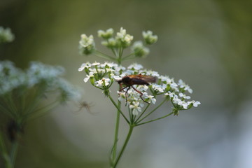 Insect On White Flowers