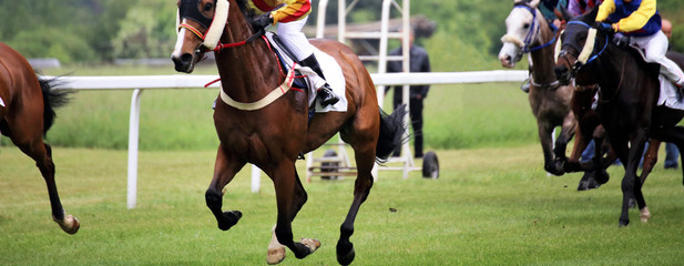 Pferderennen (Galopp)