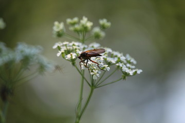 Insect On White Flowers