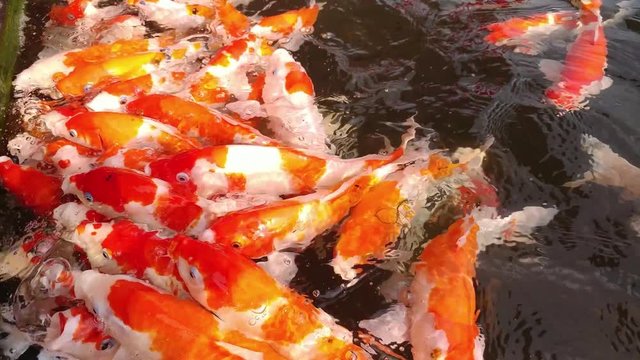 A large group of Koi Fish Carp Feeding in A Pond