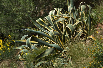 Obraz premium Agave americana Marginata in Park Guell in Barcelona 