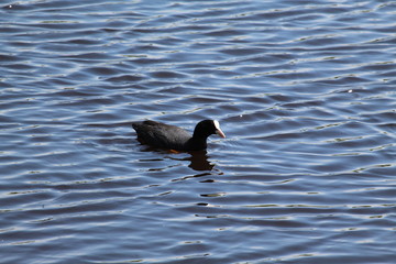 Swimming Duck