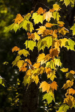 Colorful autumnal leaves in sunlight