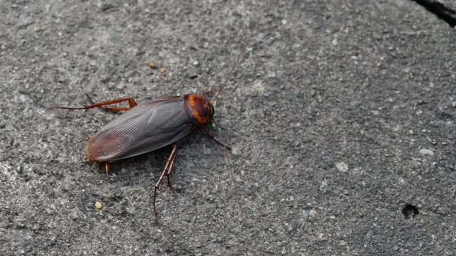 Cockroach insect on road