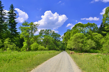 Road in a grassy meadow and forest on a blue sky with white clouds