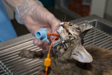 Le vétérinaire chirurgien effectue un détartrage et des soins dentaires sur un chien, un chat. 