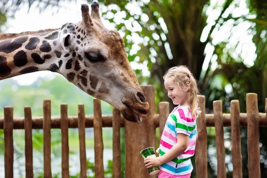Kids feed giraffe at zoo. Children at safari park.