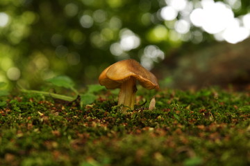 キノコのある風景