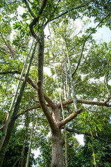 Fototapeta premium Durian on tree