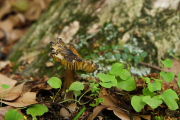 キノコのある風景