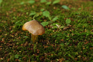 キノコのある風景