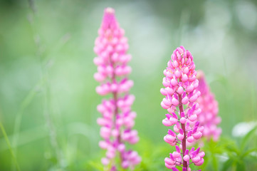 Lupines in the meadow