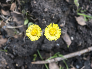 Two lonely dandelion flowers black ground top view