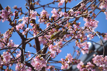 a white-eye sparrow on the cherry blossom / 河津桜をついばむメジロ(@家の庭)