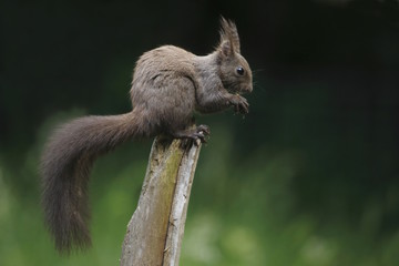 Scoiattolo rosso comune (Sciurus vulgaris)