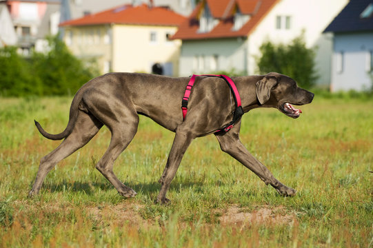 Deutsche Dogge Am Stadtrand