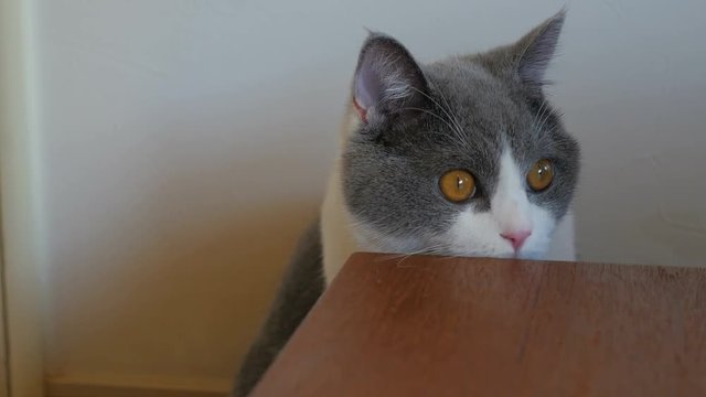 Cute British Shorthair Cat