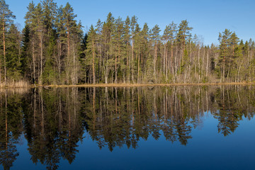 Fototapeta na wymiar landscape of spring forest
