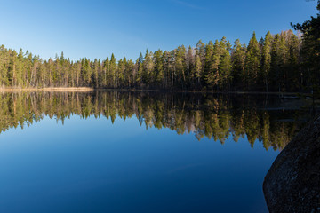 landscape of spring forest