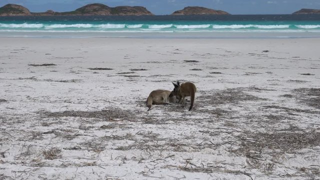 Western Grey Kangaroo, Cape Le Grand National Park, Western Australia