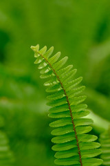 leaf of fern