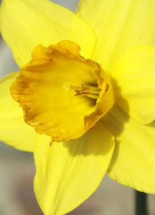 close-up, yellow daffodil