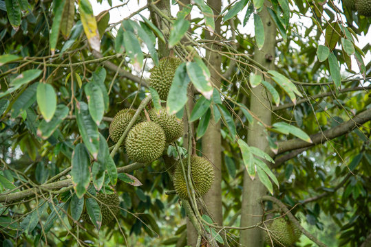 Durian fruit on tree