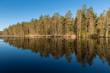 landscape of spring forest