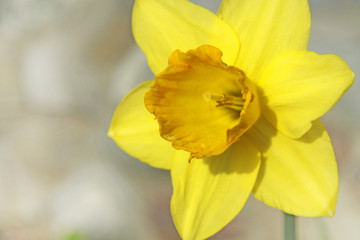 close-up, yellow daffodil