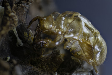 Muda de exoesqueletl de cigarra o chicharra