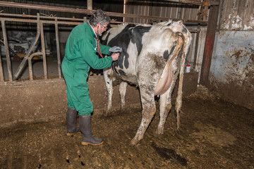 Auscultation du vétérinaire d'une vache laitière du déplacement de la caillette