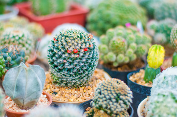 Plenty of colorful healthy cactus planted in pot together, there are many kinds of them
