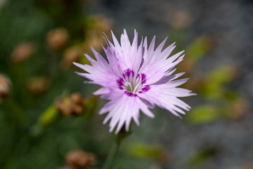 Obraz premium flower